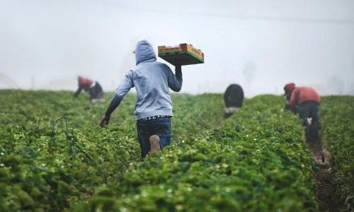 Farmworkers carrying strawberries